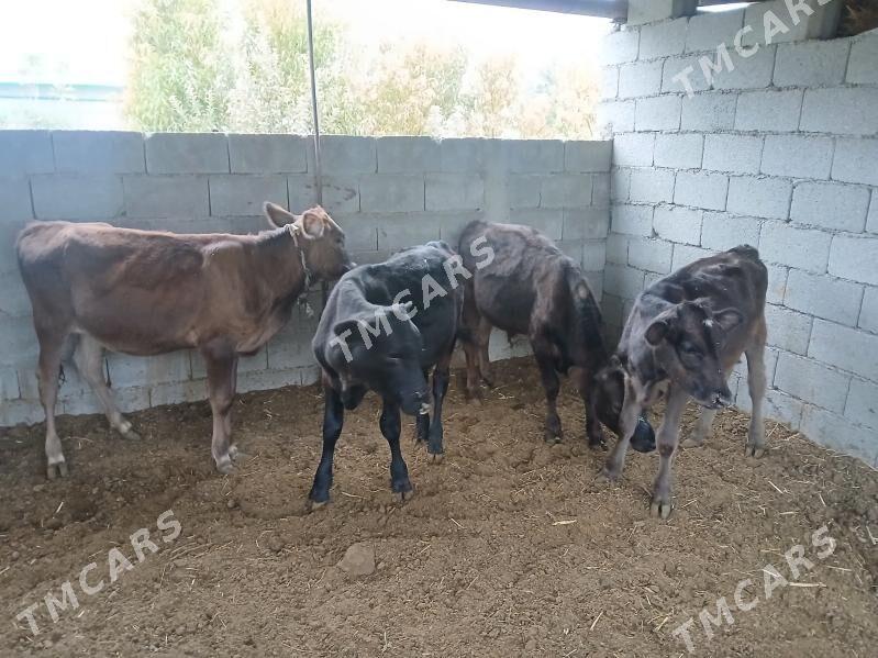 okuzler tuweler 4si bile - Бузмеин - img 4