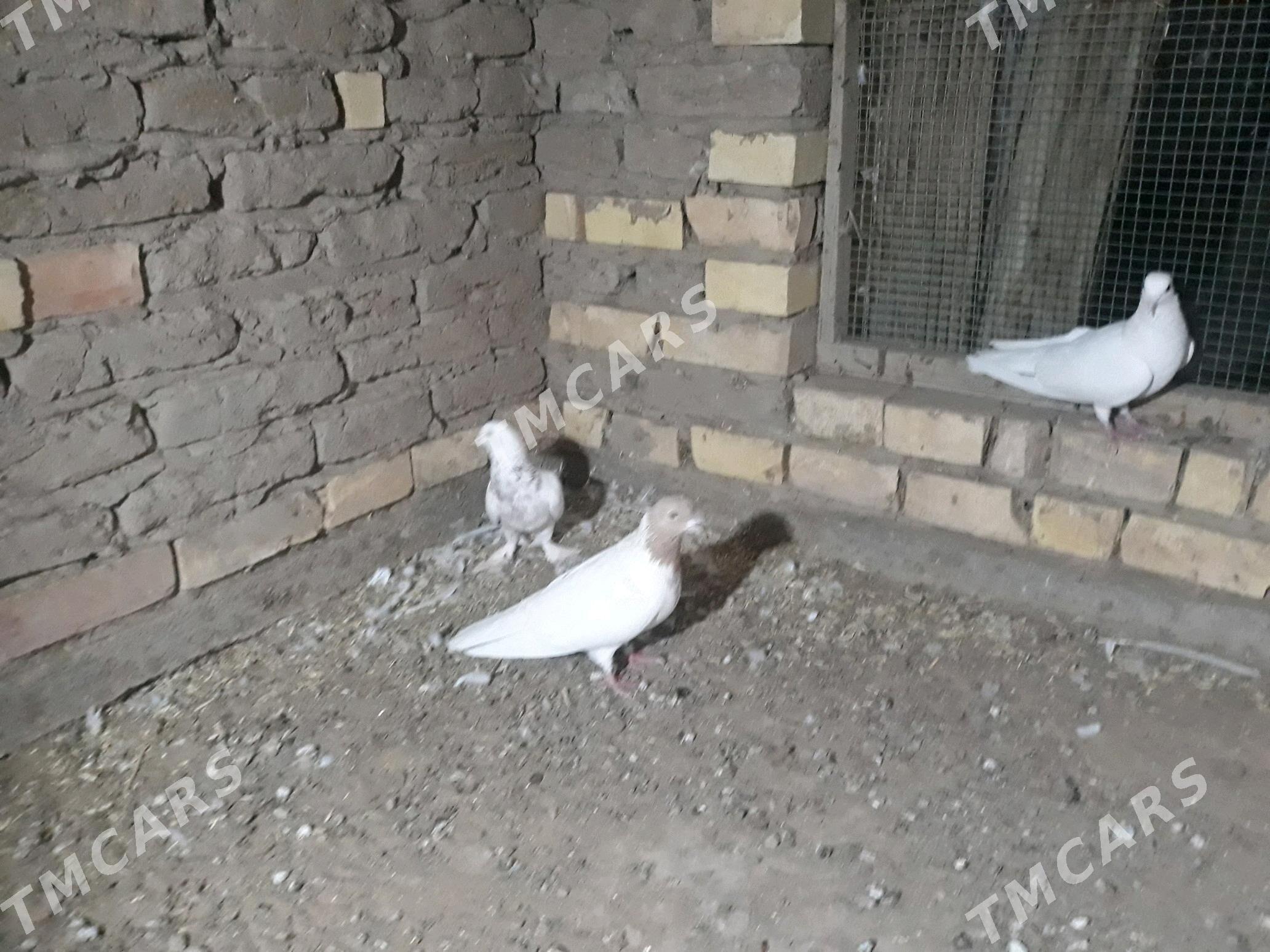kepderi - Сакарчага - img 2