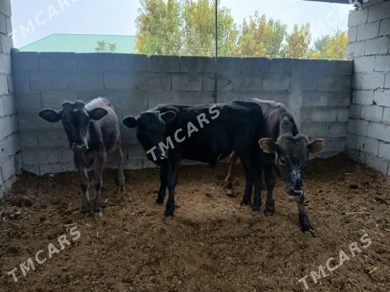okuzler tuweler 4si bile - Бузмеин - img 3