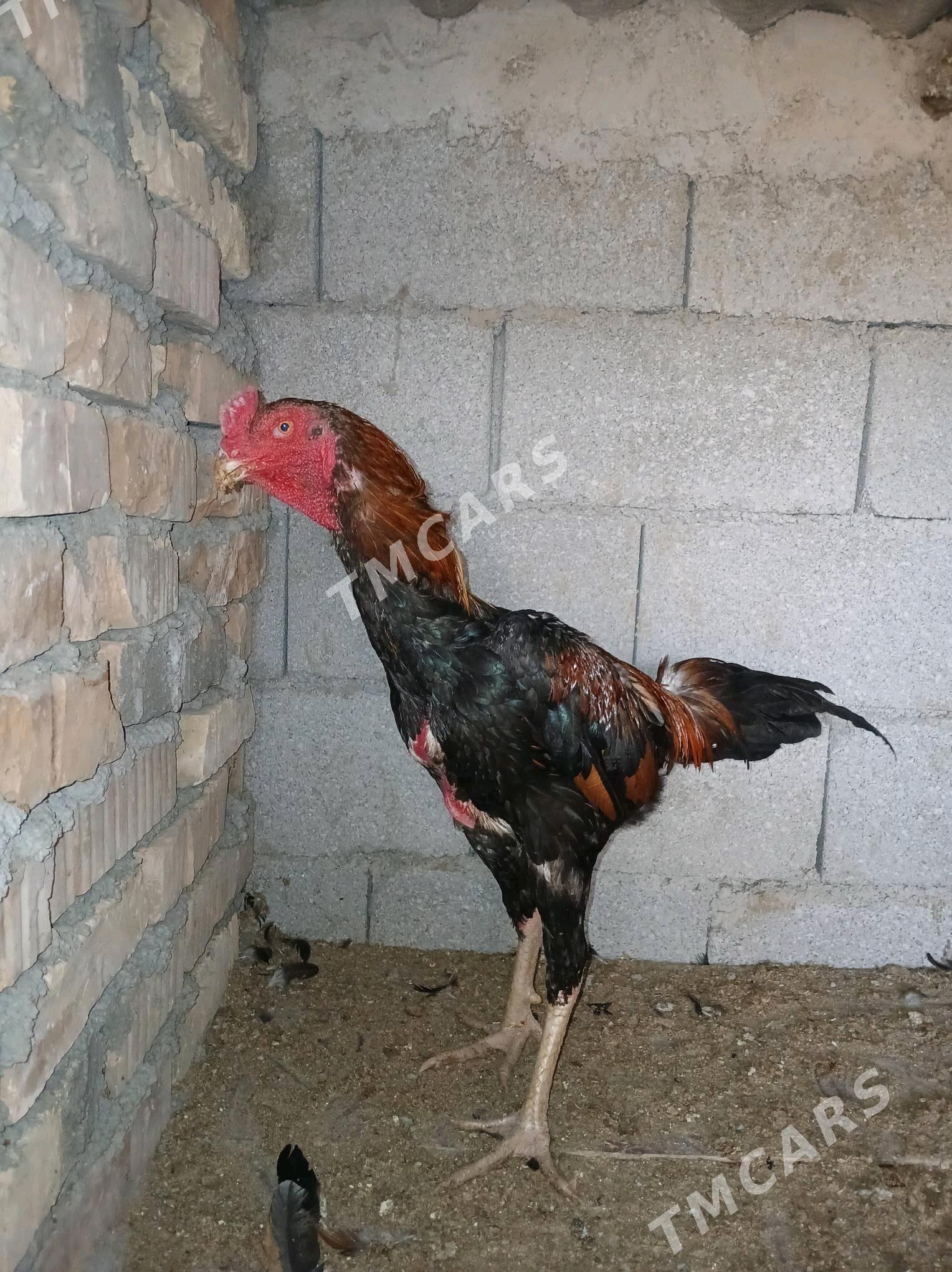 Taşgent horoz - Бузмеин - img 5