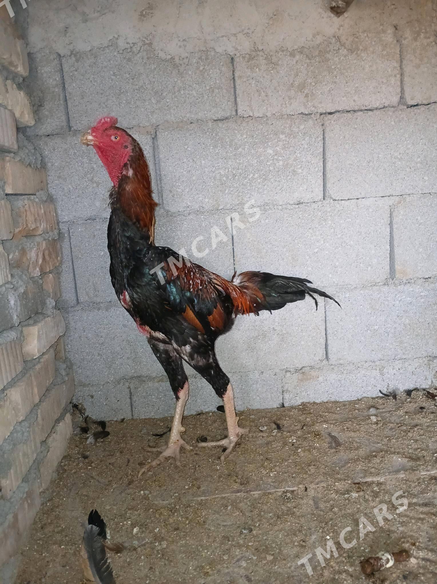 Taşgent horoz - Бузмеин - img 3
