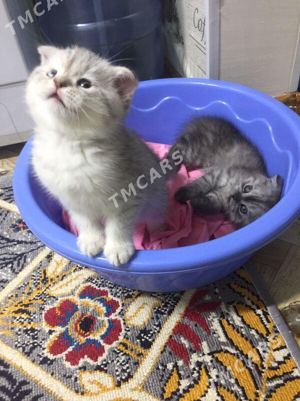 Котята - Дашогуз - img 4