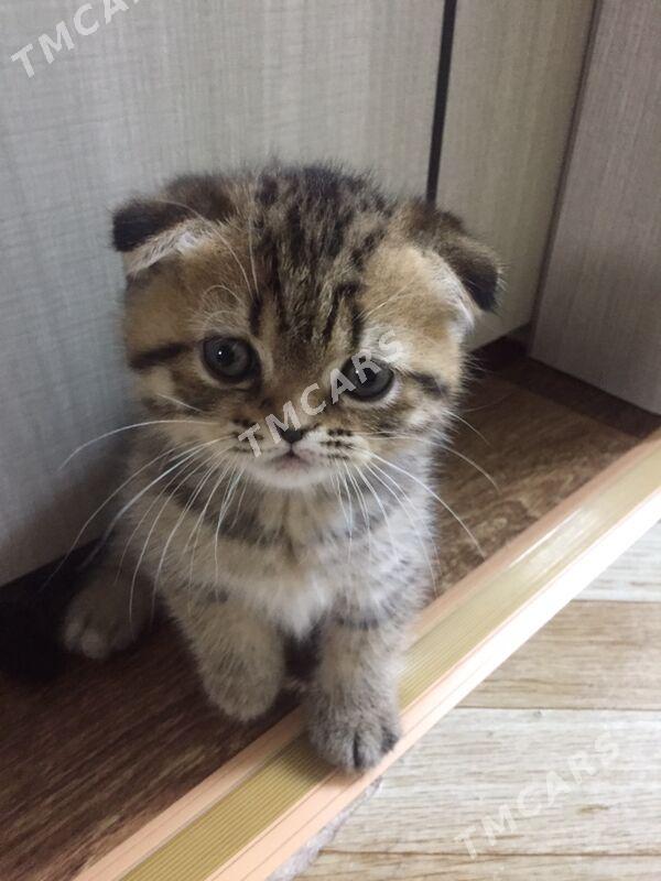 Котята - Дашогуз - img 2
