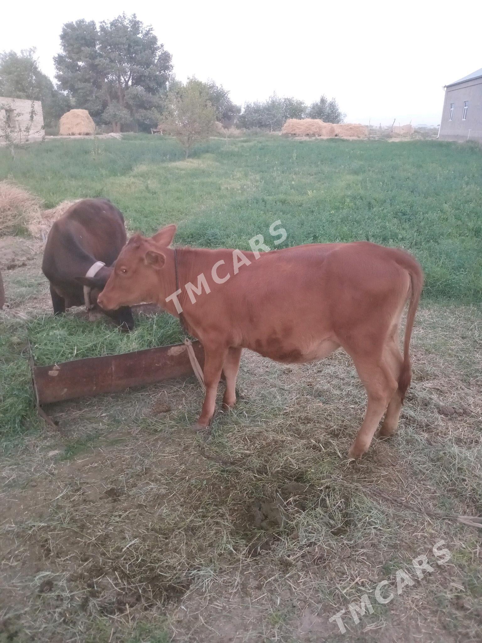 2 sany gòle - Мургап - img 3