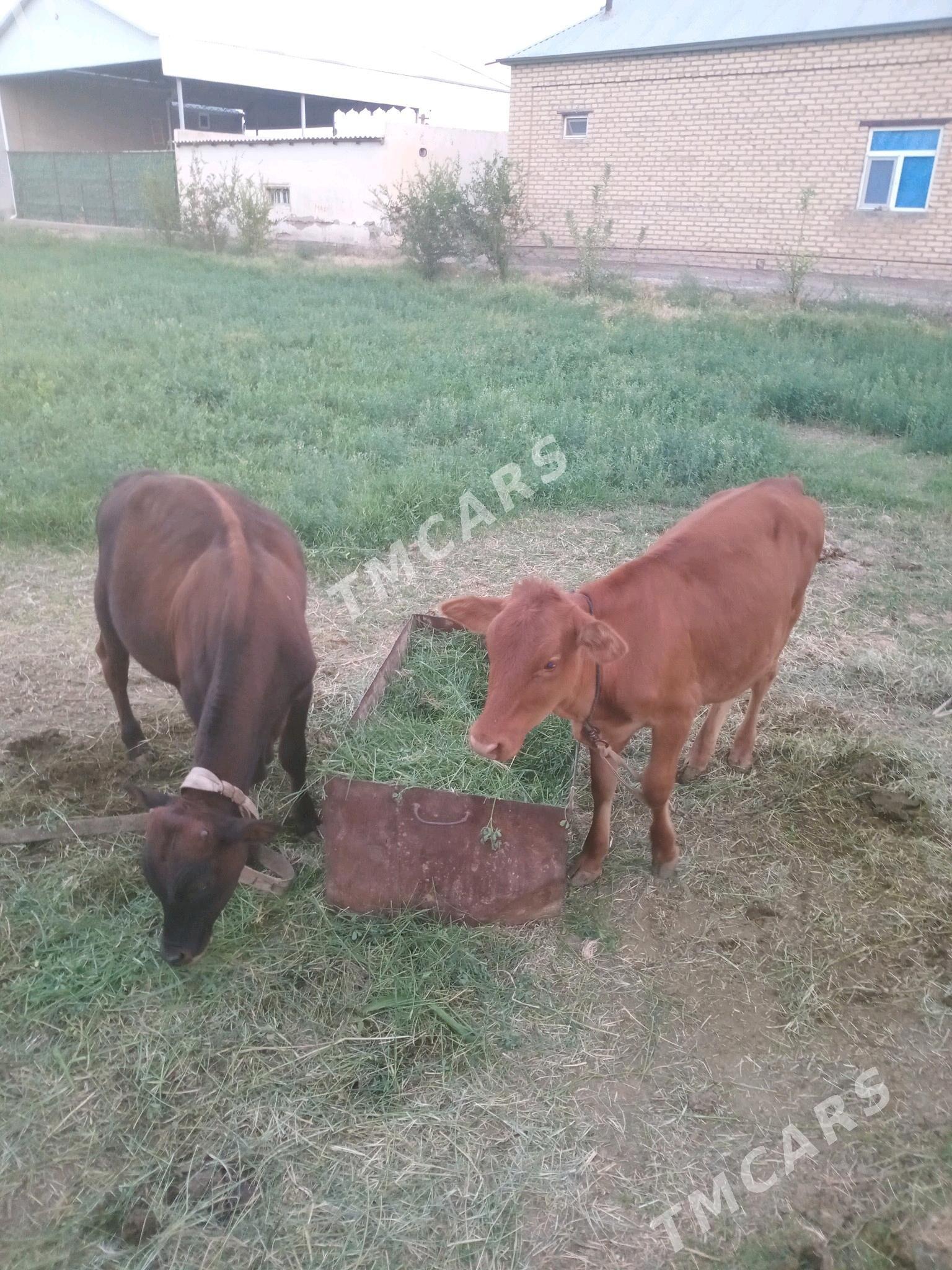 2 sany gòle - Мургап - img 4