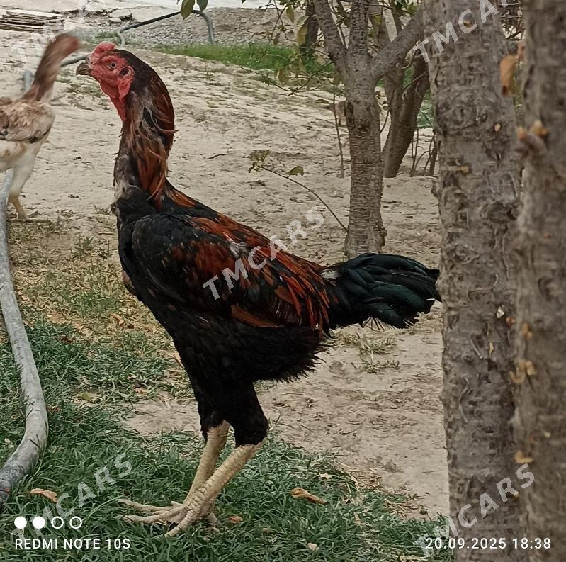 Tasgent - Aşgabat - img 3