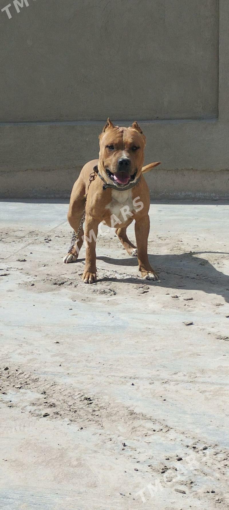 pitbul - Дашогуз - img 1