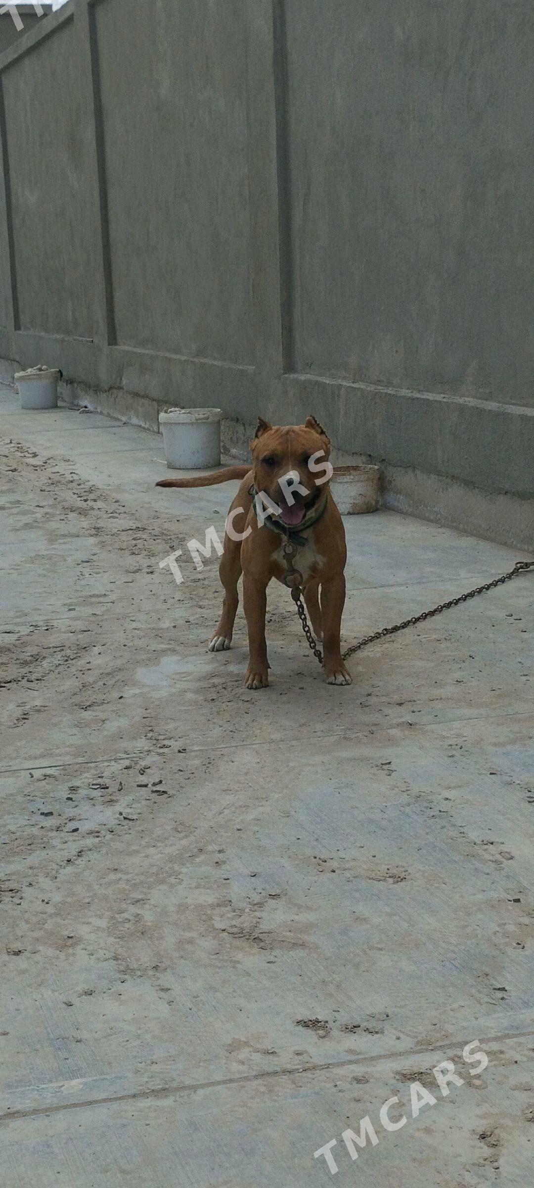 pitbul - Дашогуз - img 3