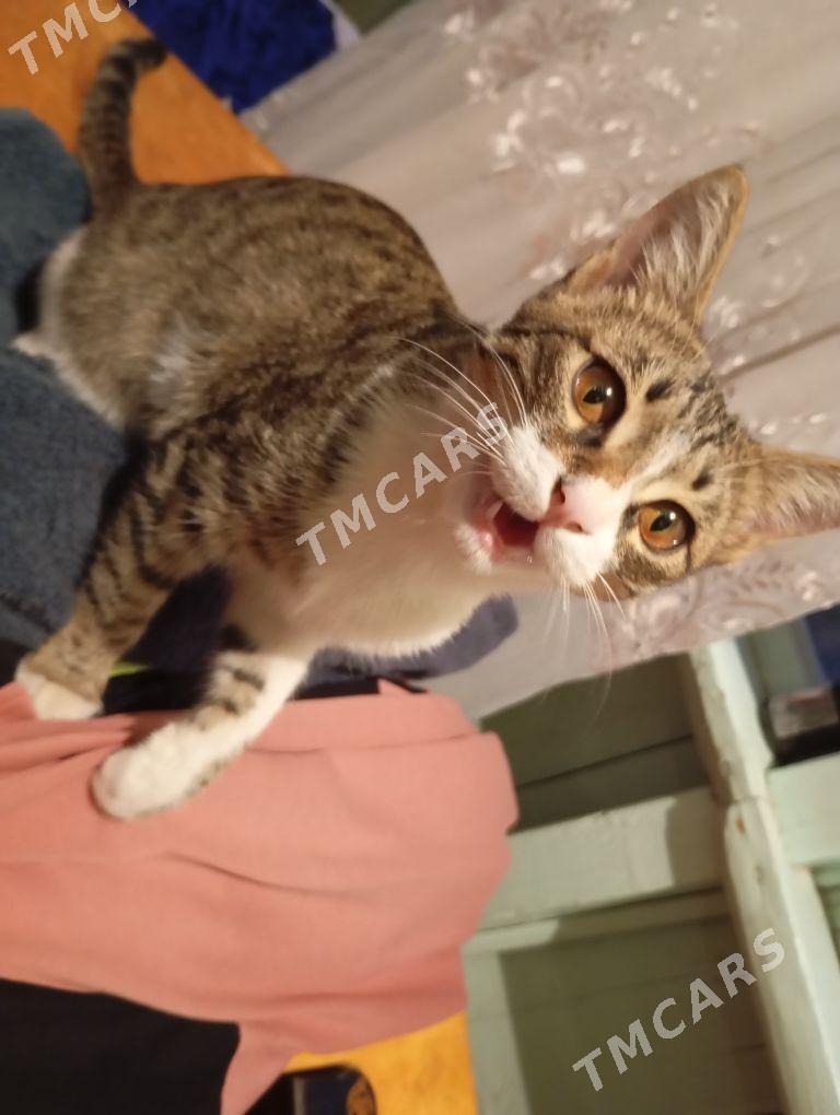 котик - Türkmenabat - img 1