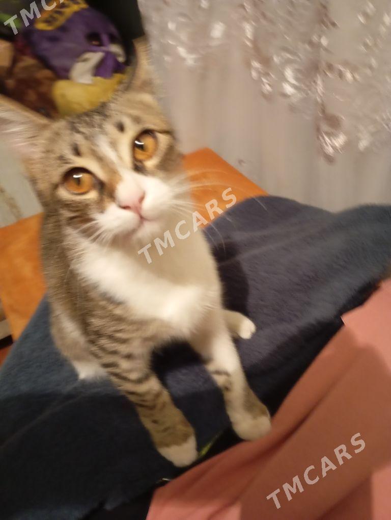 котик - Türkmenabat - img 3