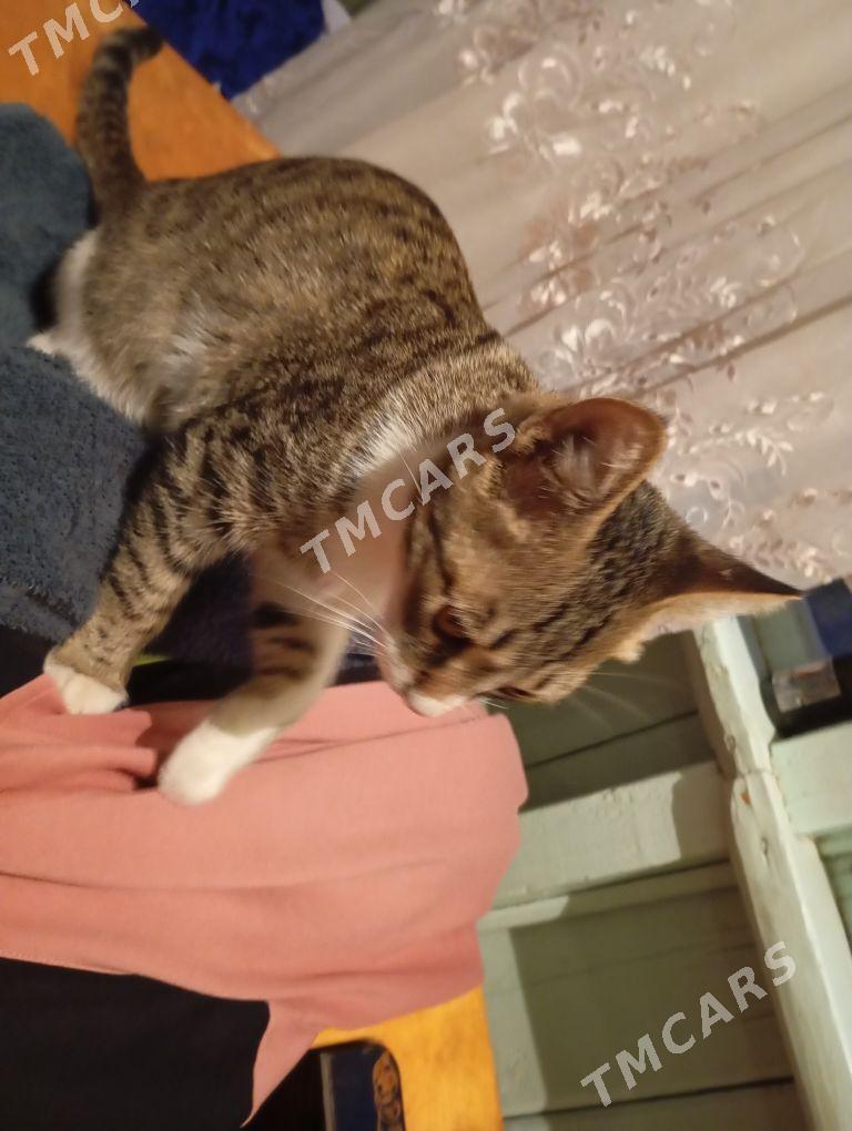 котик - Türkmenabat - img 2