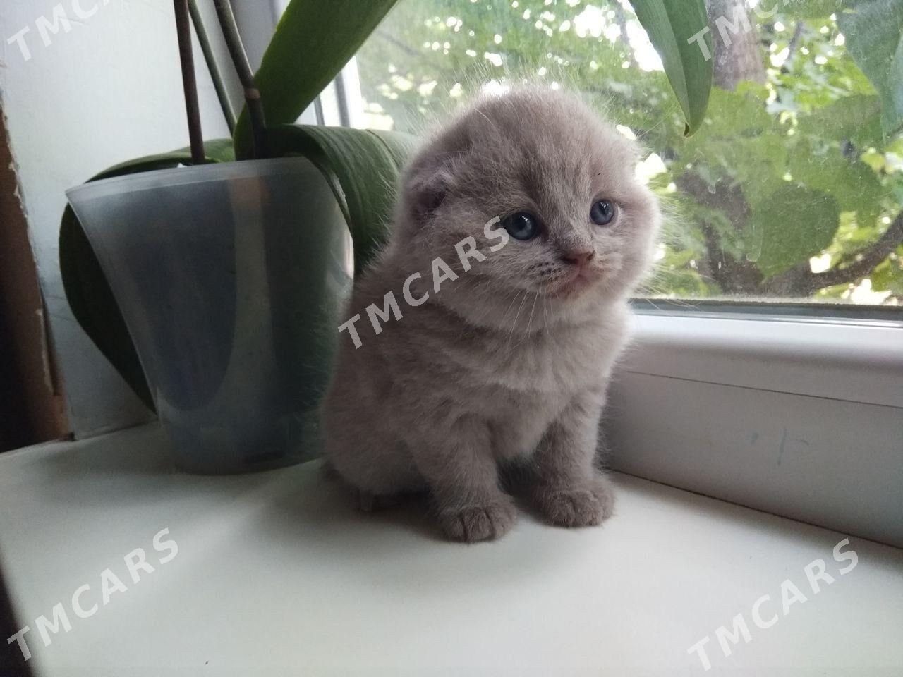 котёнок - Türkmenabat - img 1
