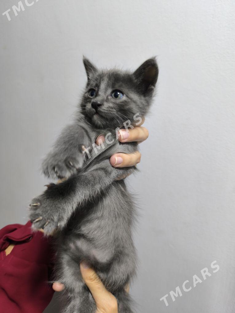 Отдадим котят в хорошие руки - 1 mkr - img 2