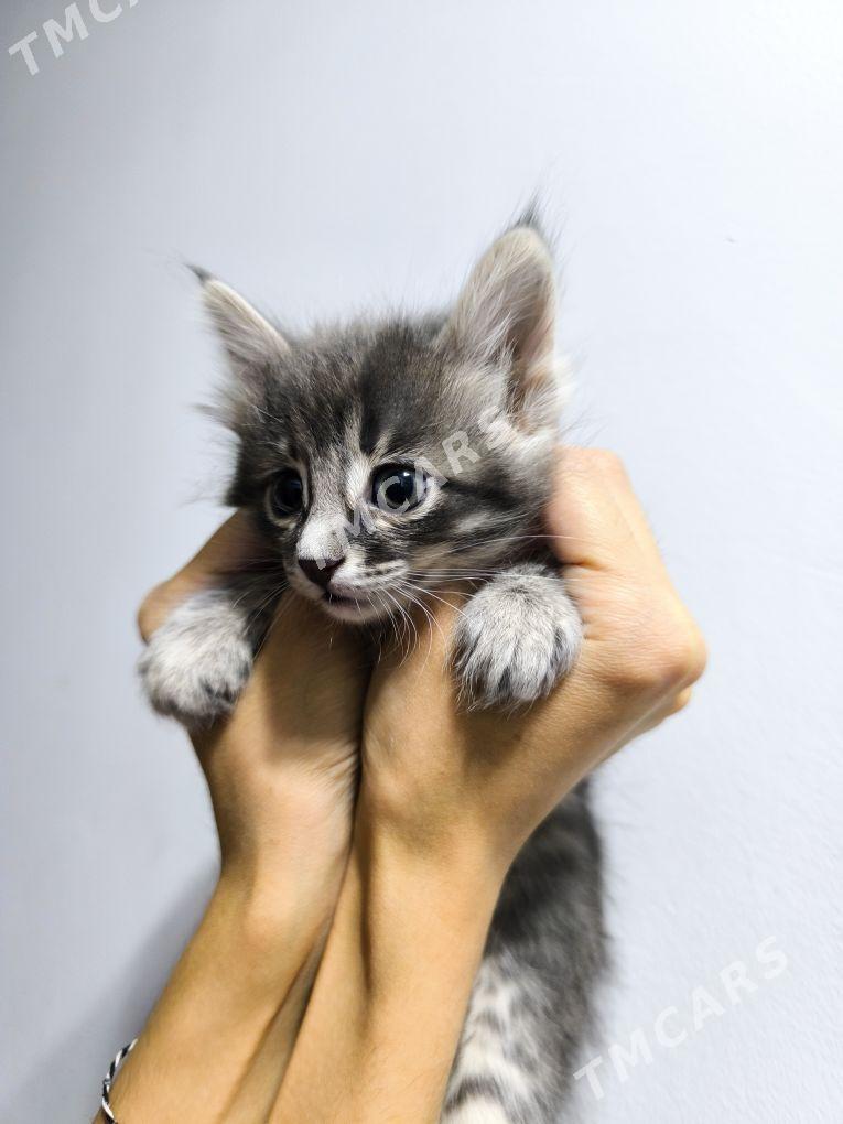 Отдадим котят в хорошие руки - 1 mkr - img 4