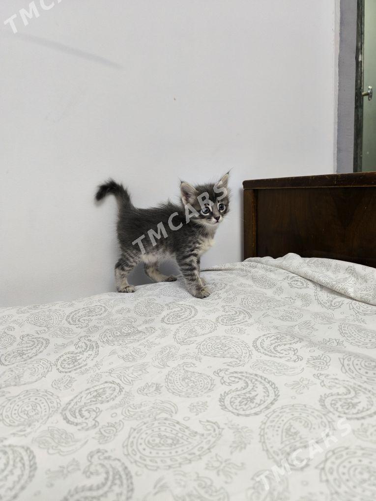 Отдадим котят в хорошие руки - 1 mkr - img 6