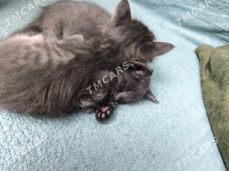 Отдадим котят в хорошие руки - 1 mkr - img 10