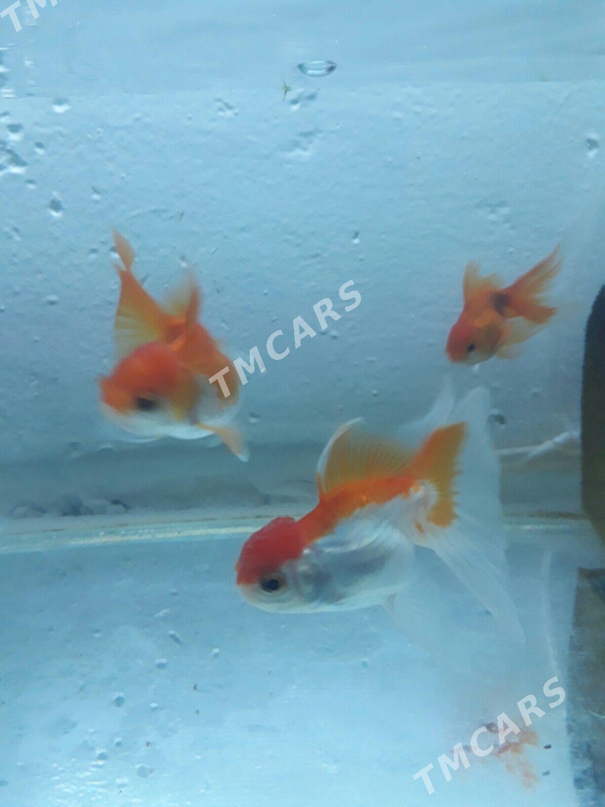 балык - Дашогуз - img 6