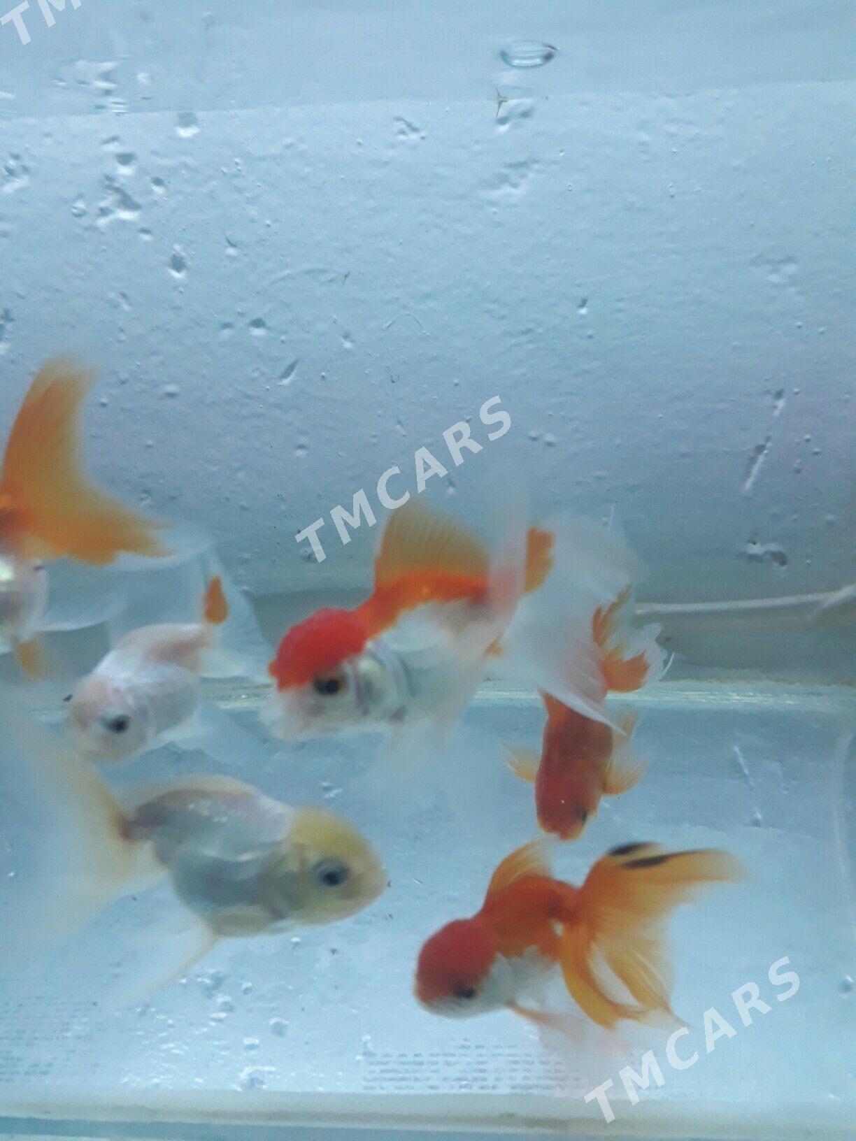 балык - Дашогуз - img 4