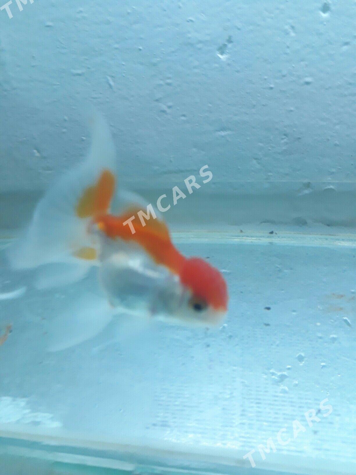 балык - Дашогуз - img 2