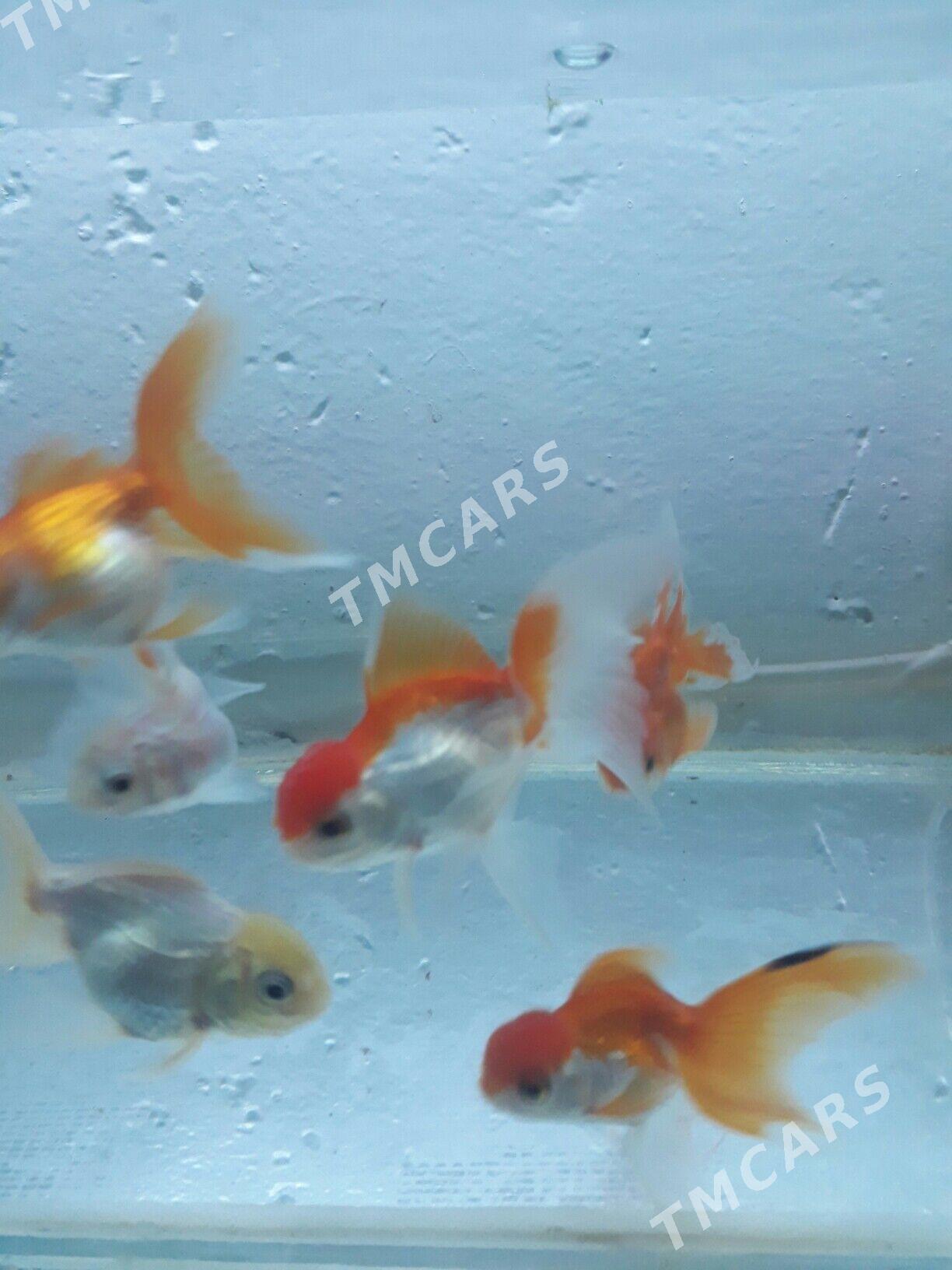 балык - Дашогуз - img 5