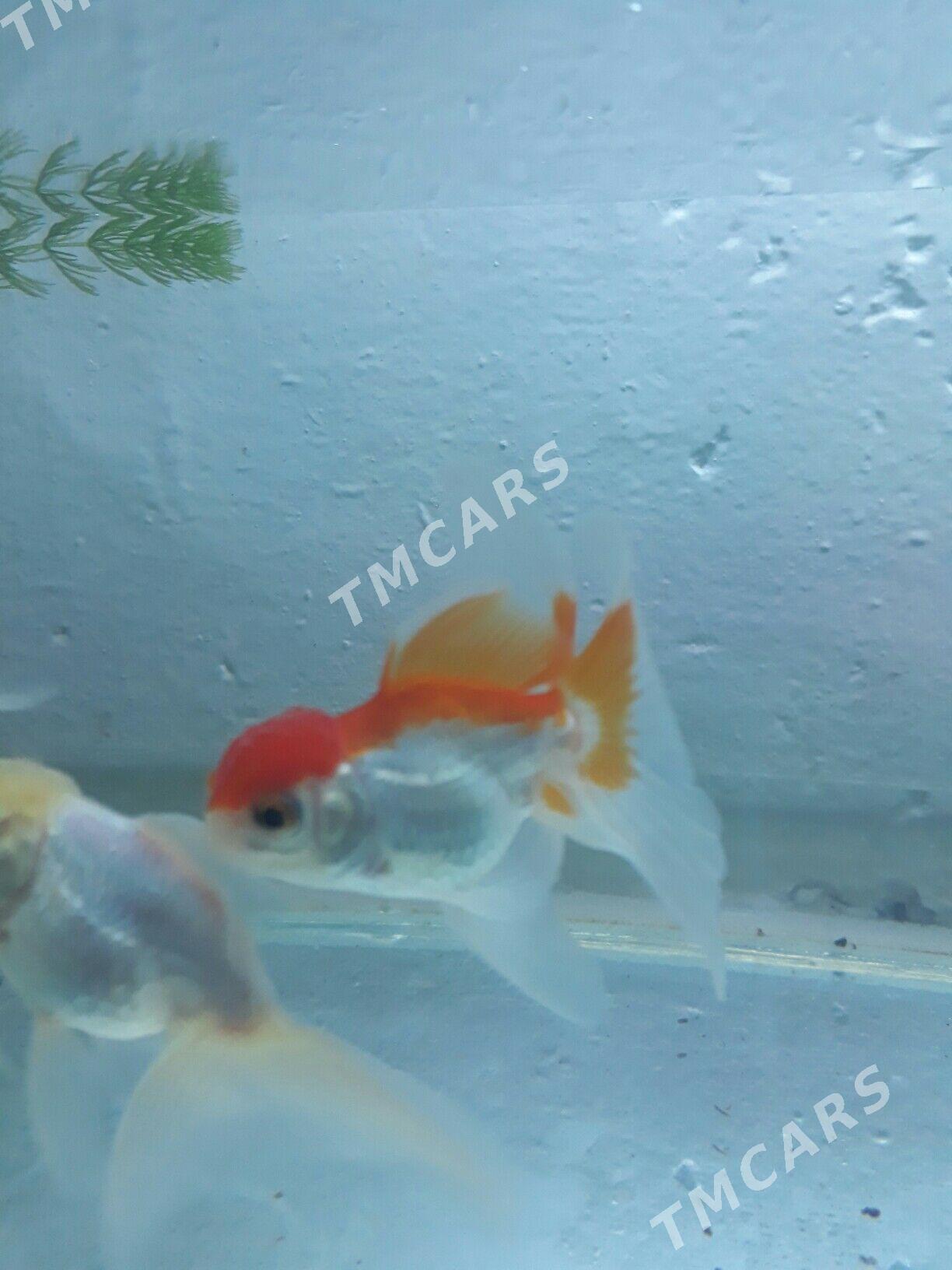 балык - Дашогуз - img 3