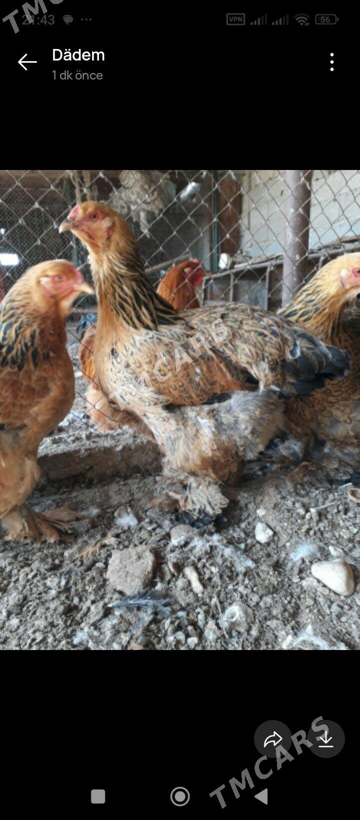 brama tawuk - Balkanabat - img 2