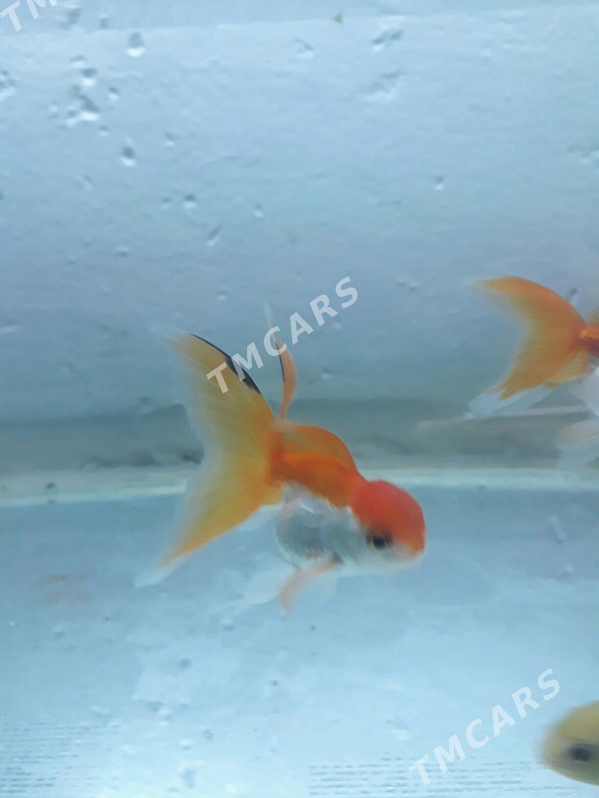 балык - Дашогуз - img 7