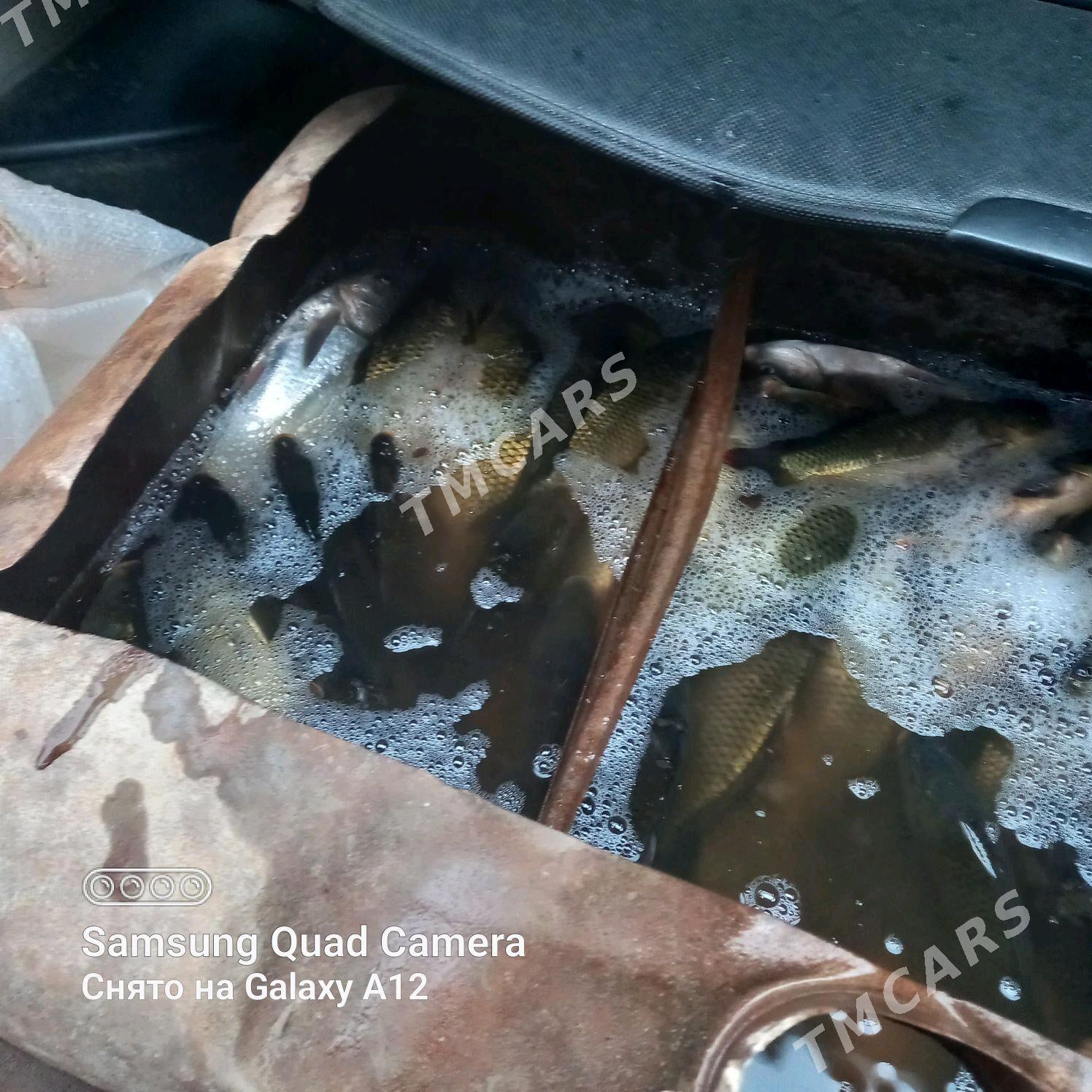 балик - Daşoguz - img 2