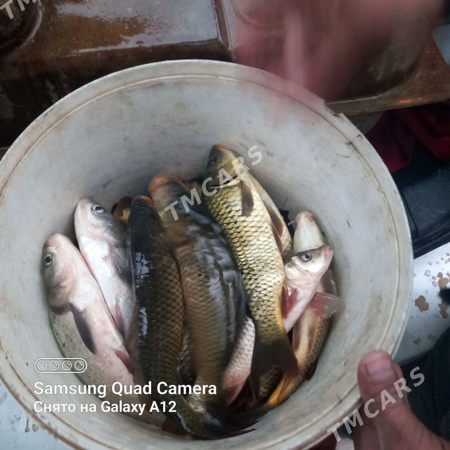 балик - Daşoguz - img 3