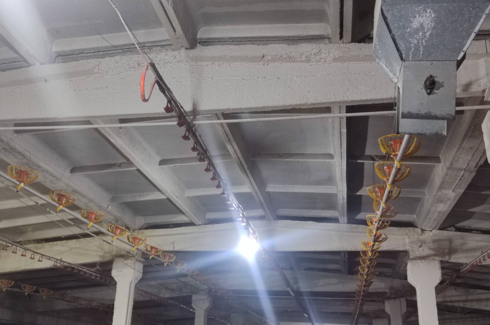 Broýler Towuk enjam - Büzmeýin - img 2