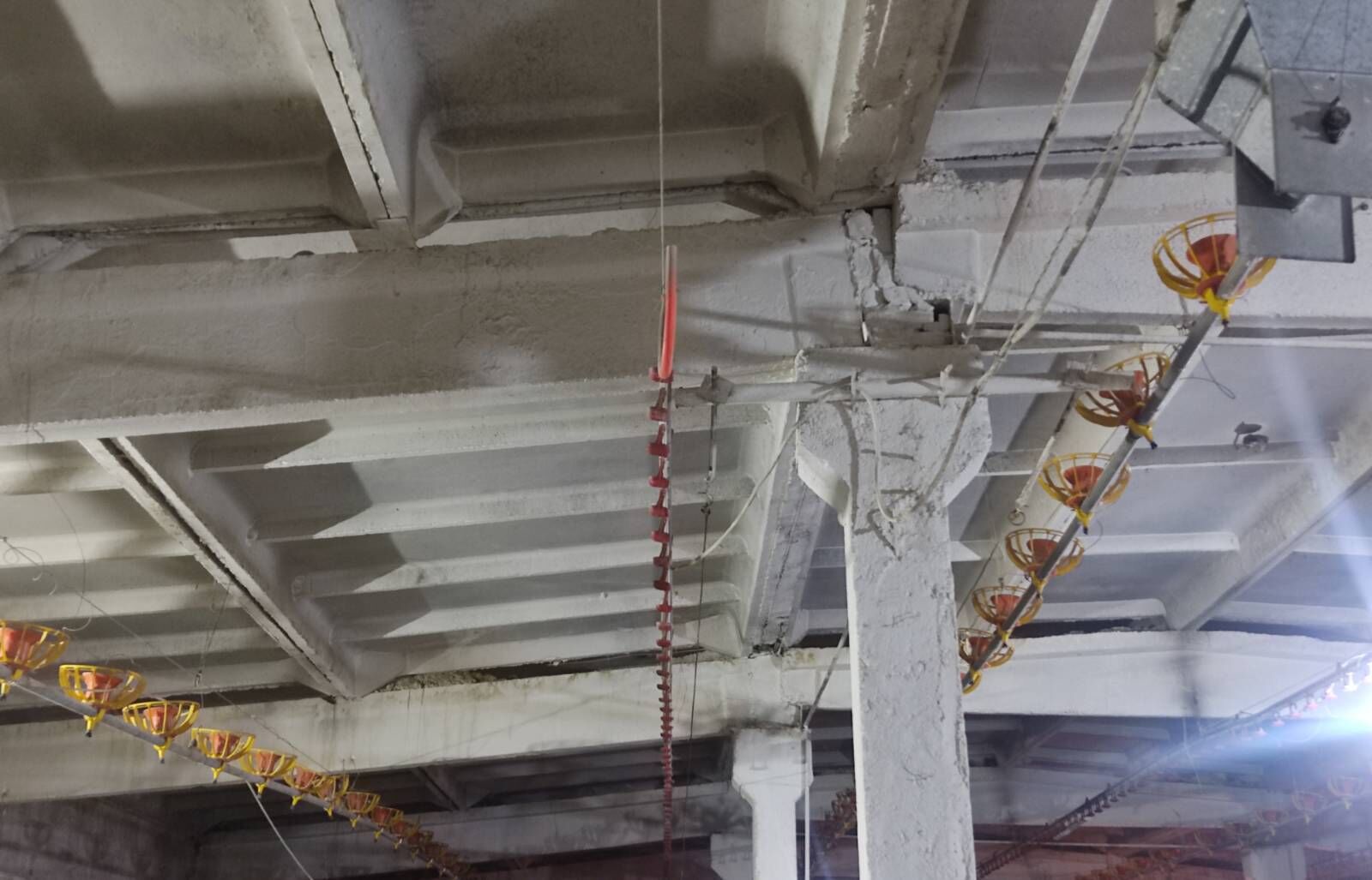 Broýler Towuk enjam - Büzmeýin - img 1