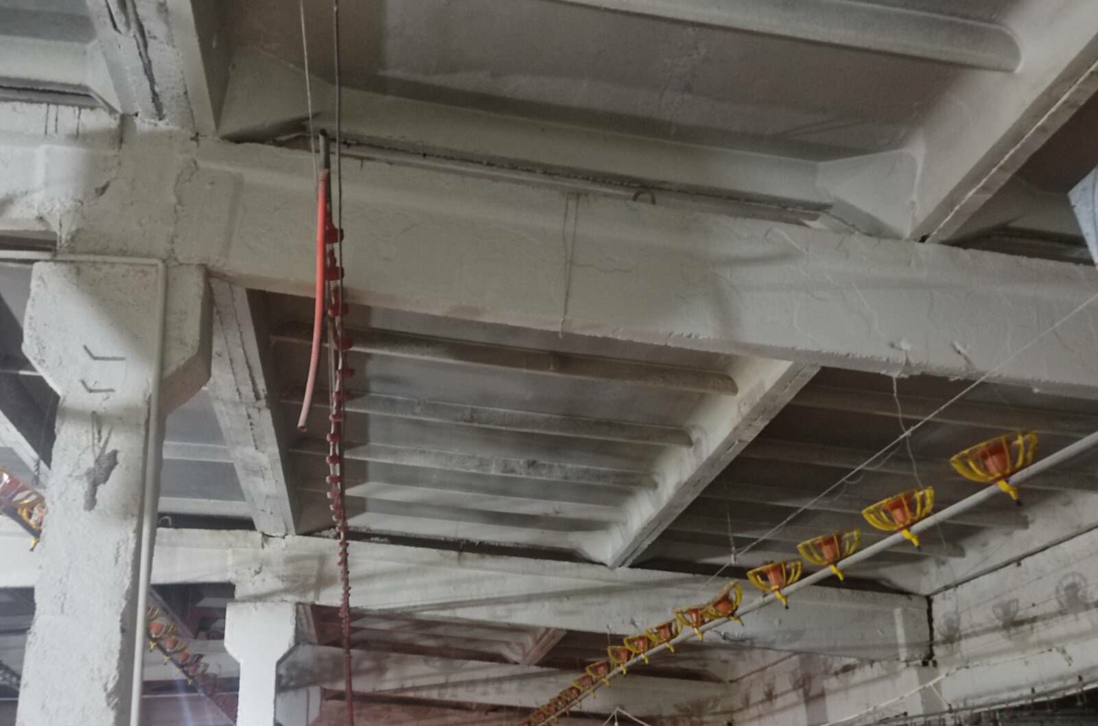 Broýler Towuk enjam - Büzmeýin - img 5