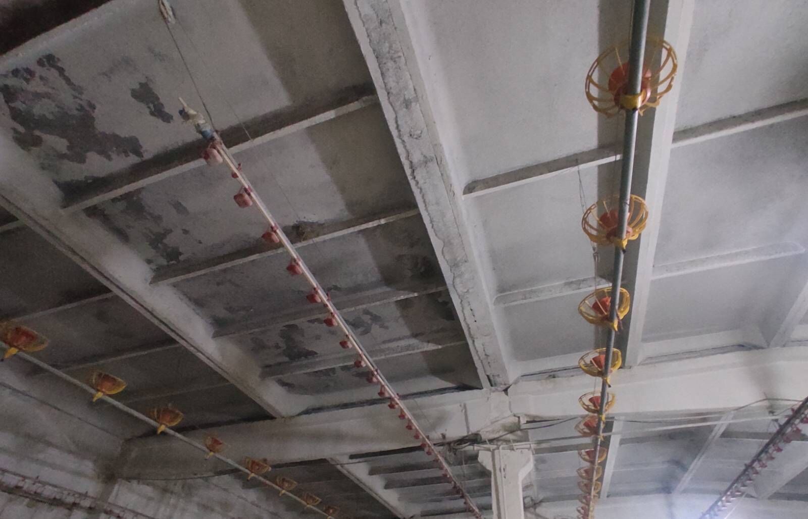 Broýler Towuk enjam - Büzmeýin - img 6