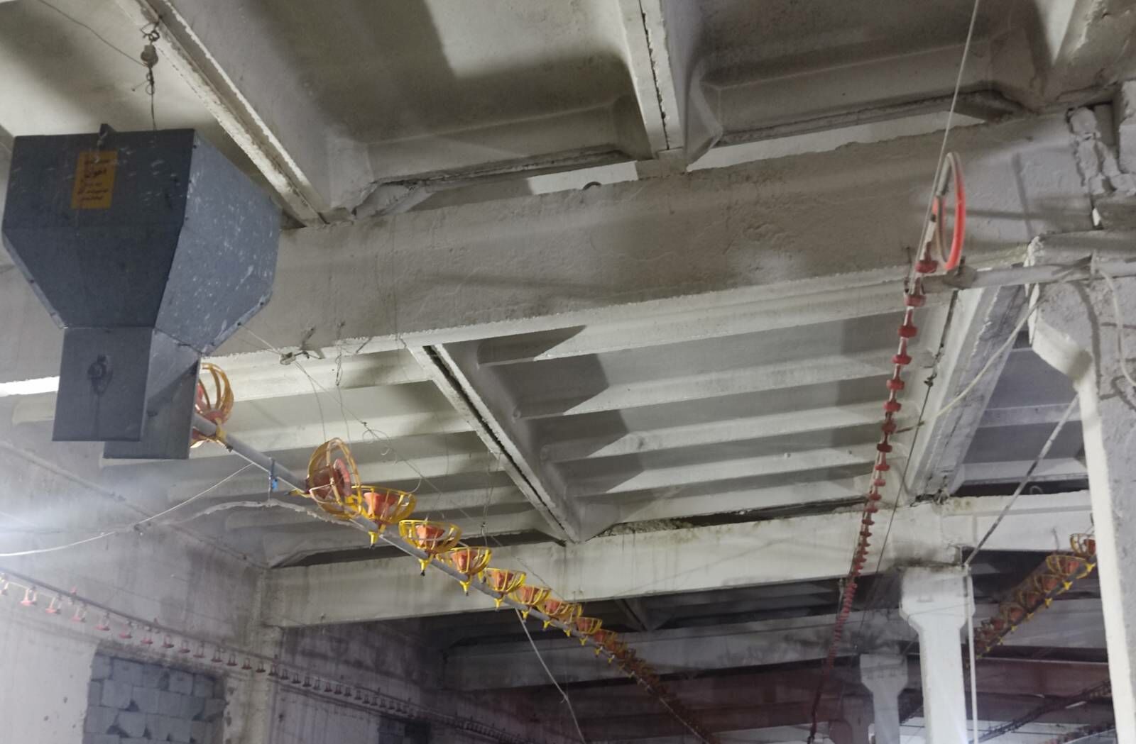 Broýler Towuk enjam - Büzmeýin - img 3