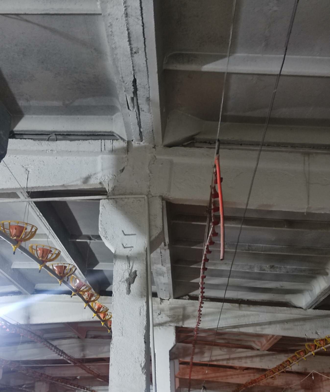 Broýler Towuk enjam - Büzmeýin - img 4