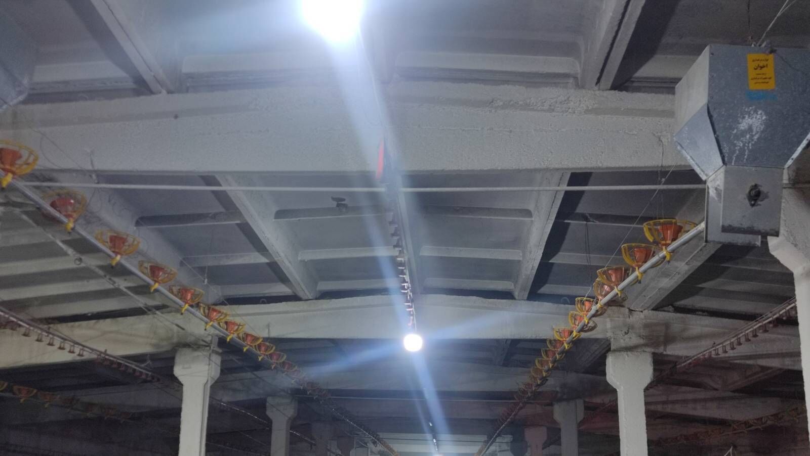 Broýler Towuk enjam - Büzmeýin - img 7