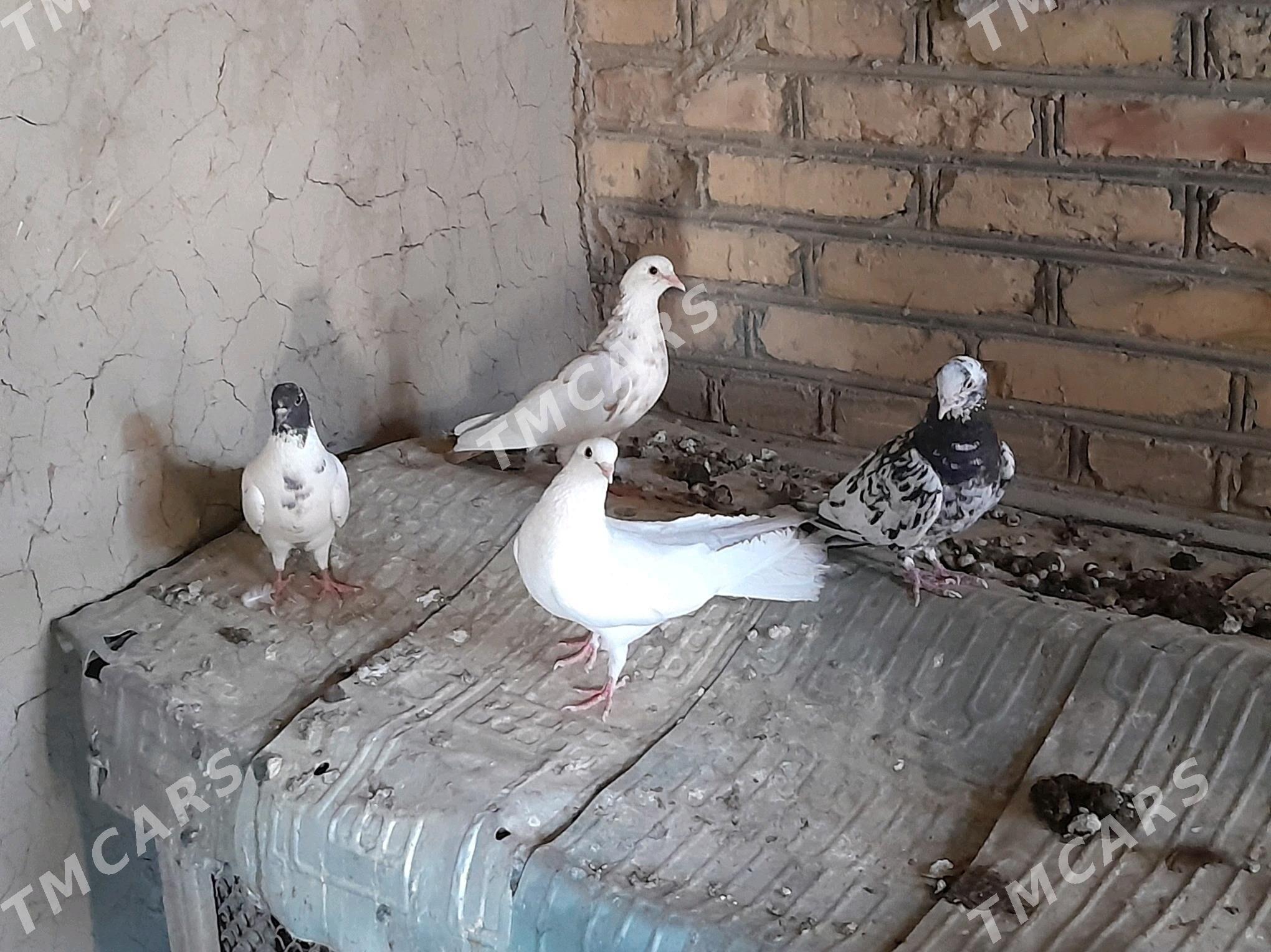 kepderi - Сакарчага - img 2