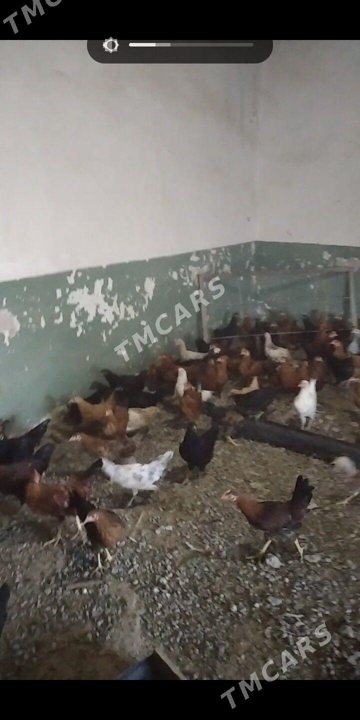 Ÿaš towuklar - Gyzylarbat - img 4