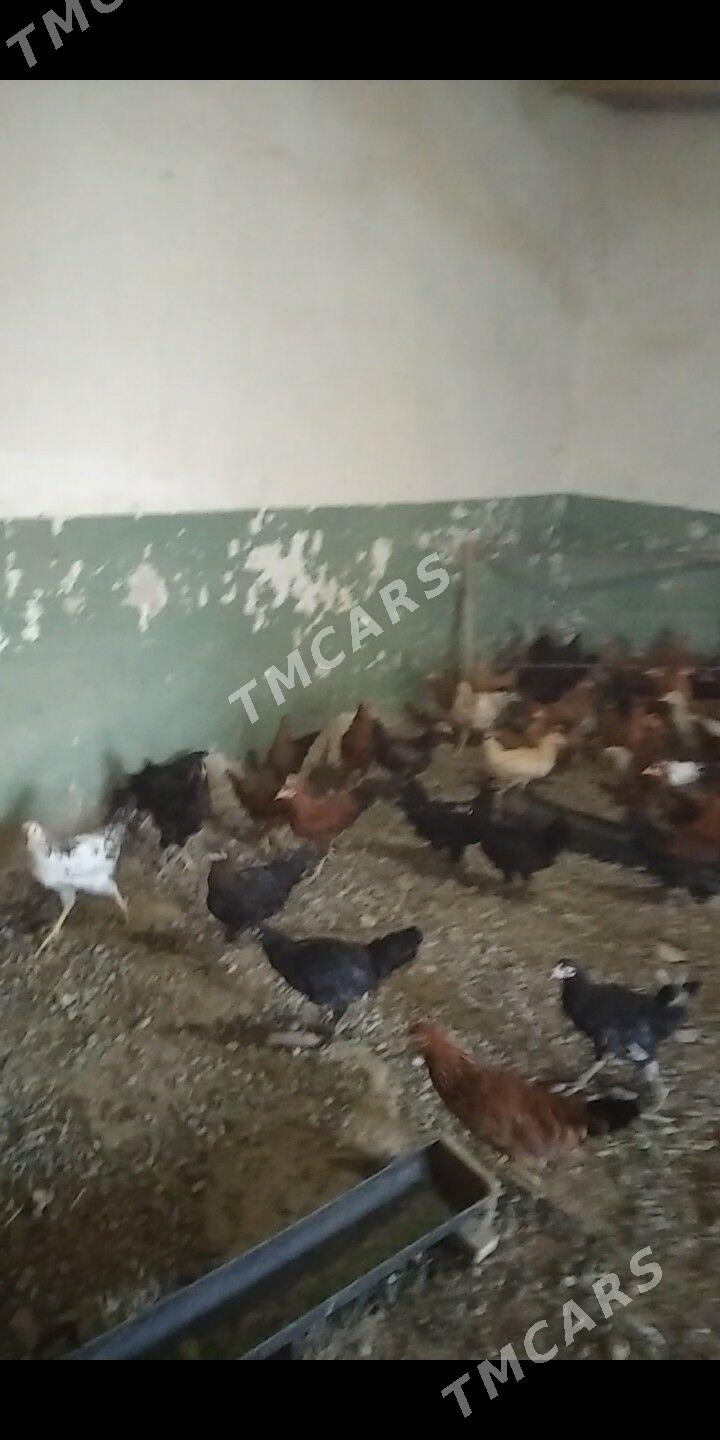 Ÿaš towuklar - Gyzylarbat - img 1
