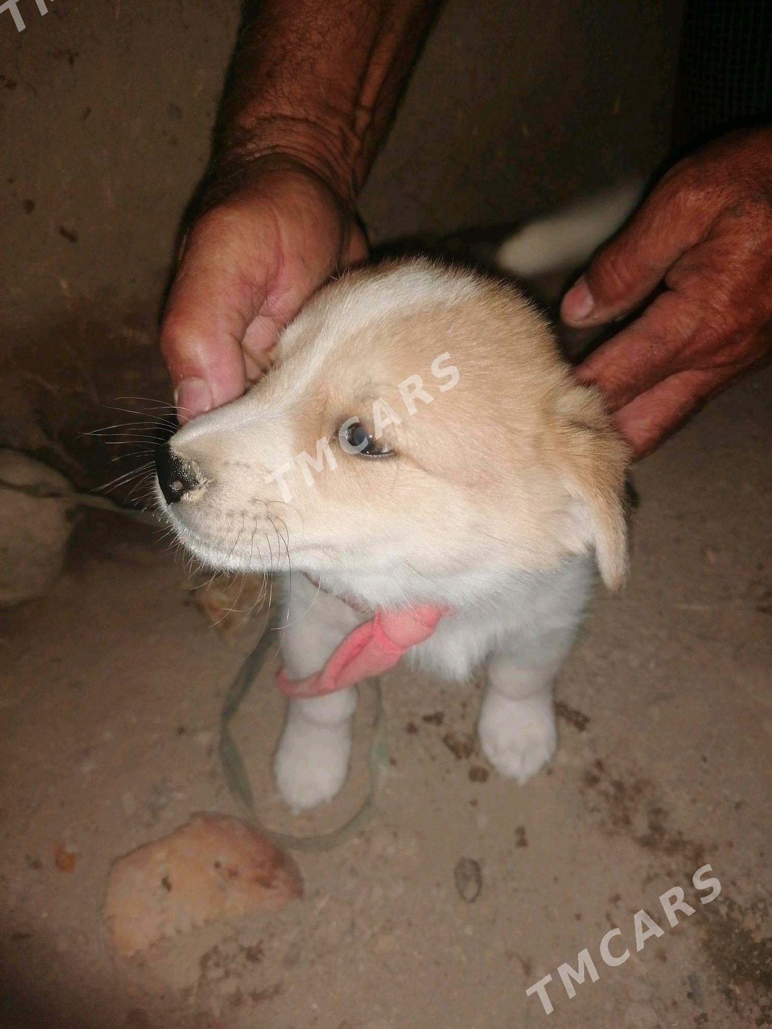 Gujik - Murgap - img 2