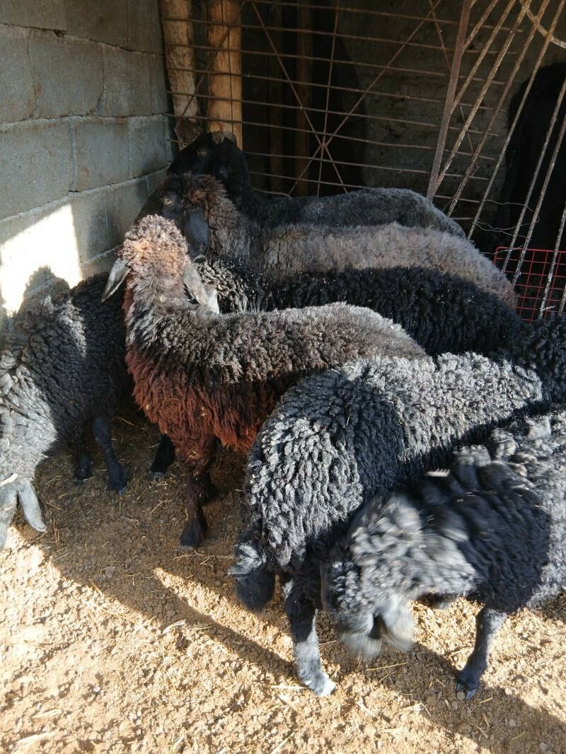 Goyun Garakoli - Garadamak Şor - img 2