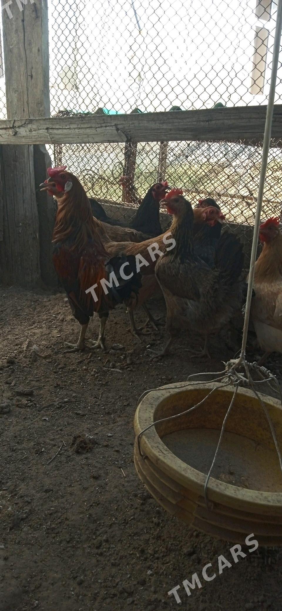 tawuk - Джебел - img 3