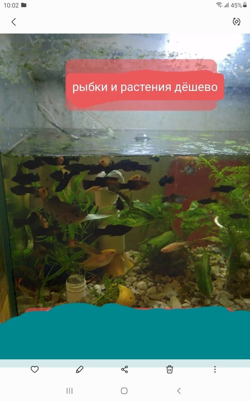 рыбки аквариумные - Ашхабад - img 2