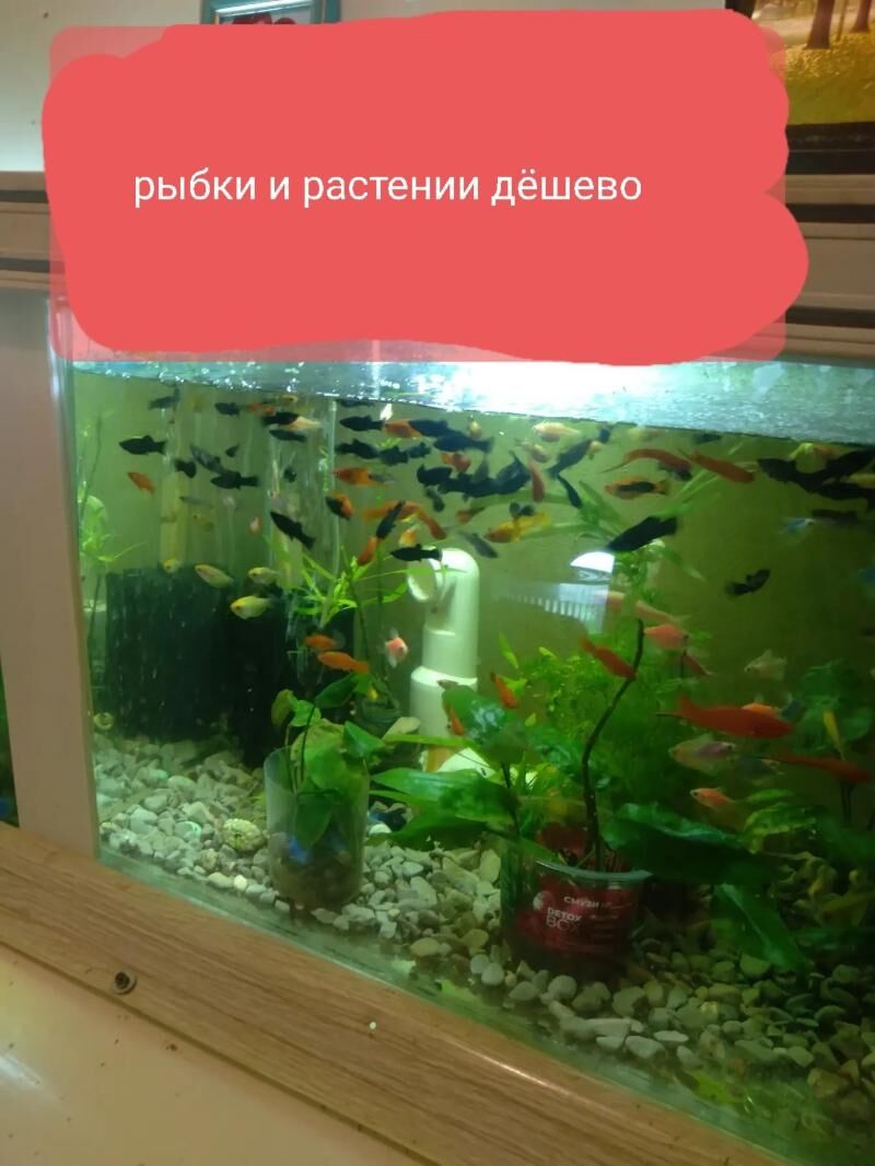 рыбки аквариумные - Ашхабад - img 5