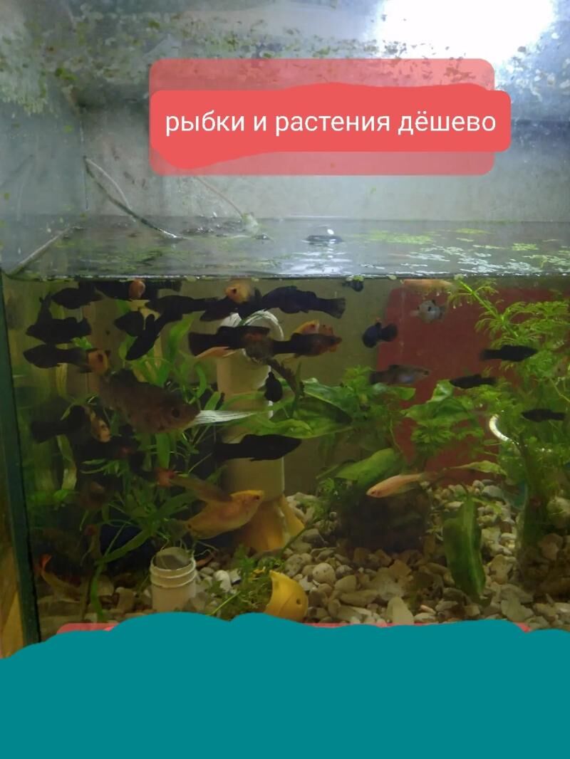 рыбки аквариумные - Ашхабад - img 4