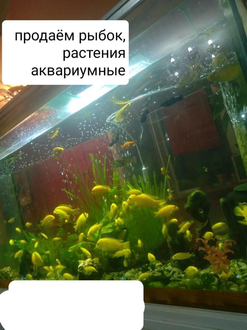 рыбки аквариумные - Ашхабад - img 3