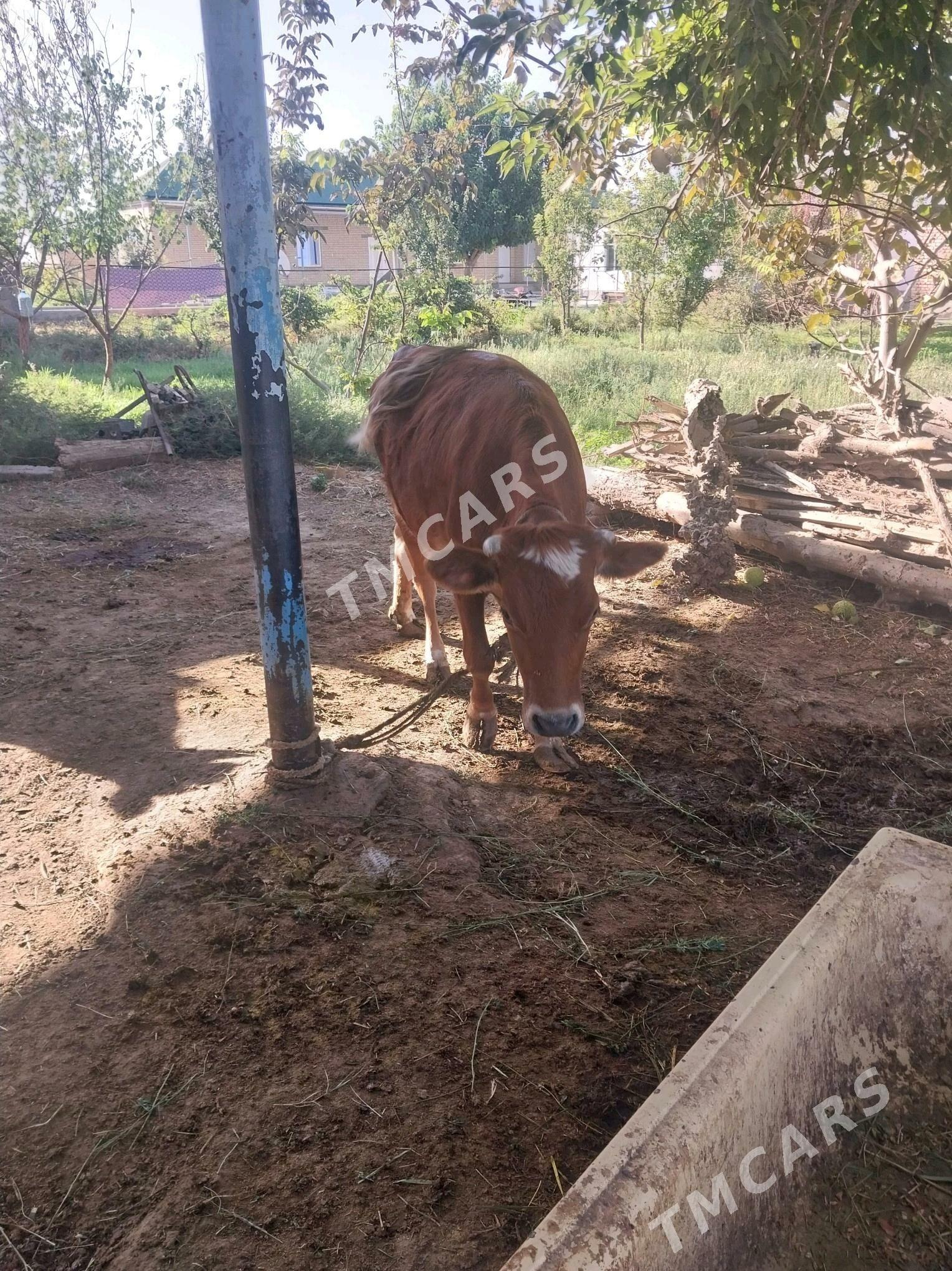 Göle - Гёкдепе - img 3