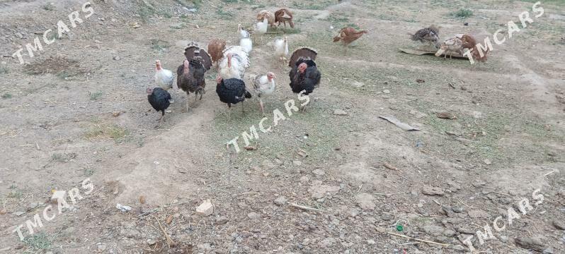 INDUK - Wekilbazar - img 3