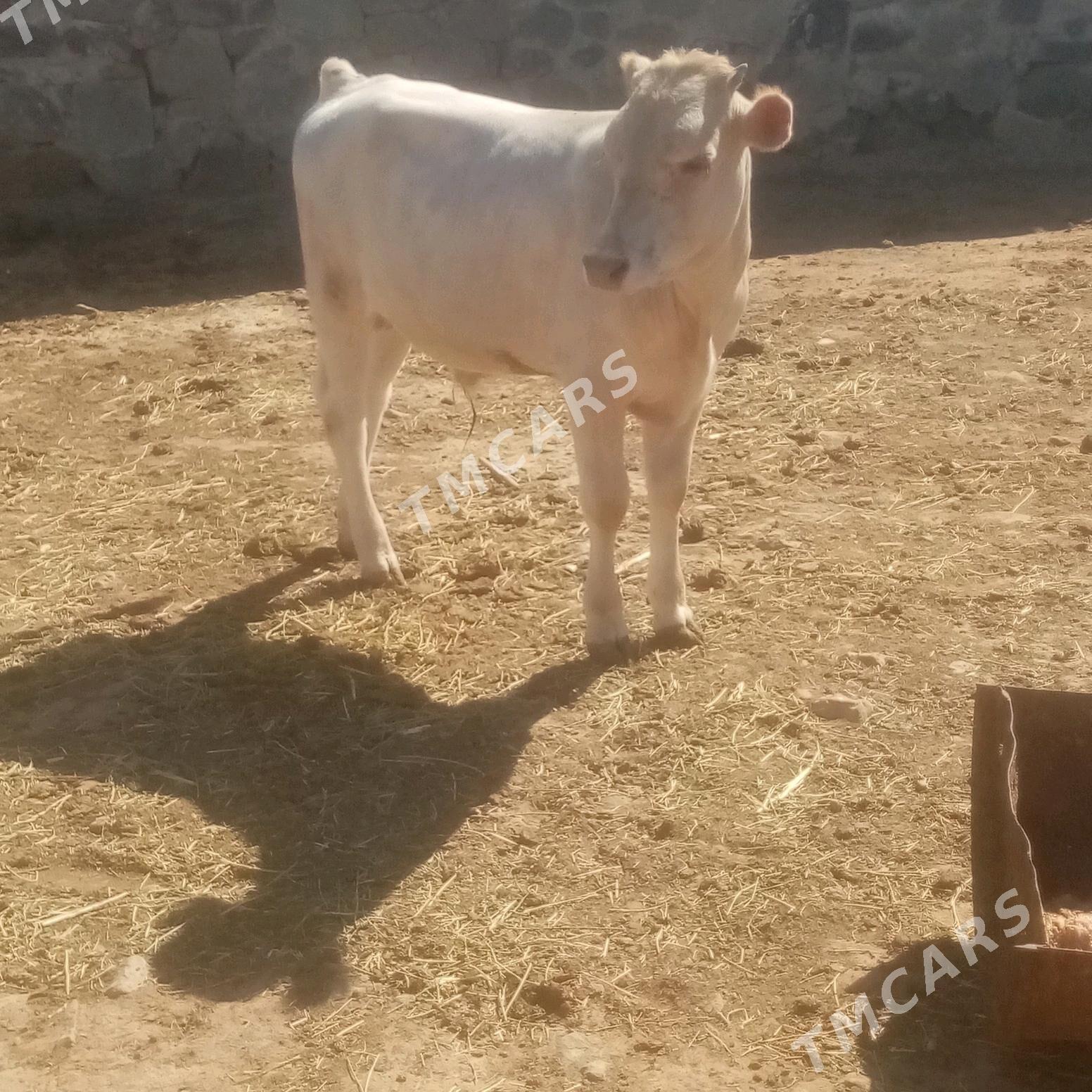 Sygyr öküz - Bereket - img 2