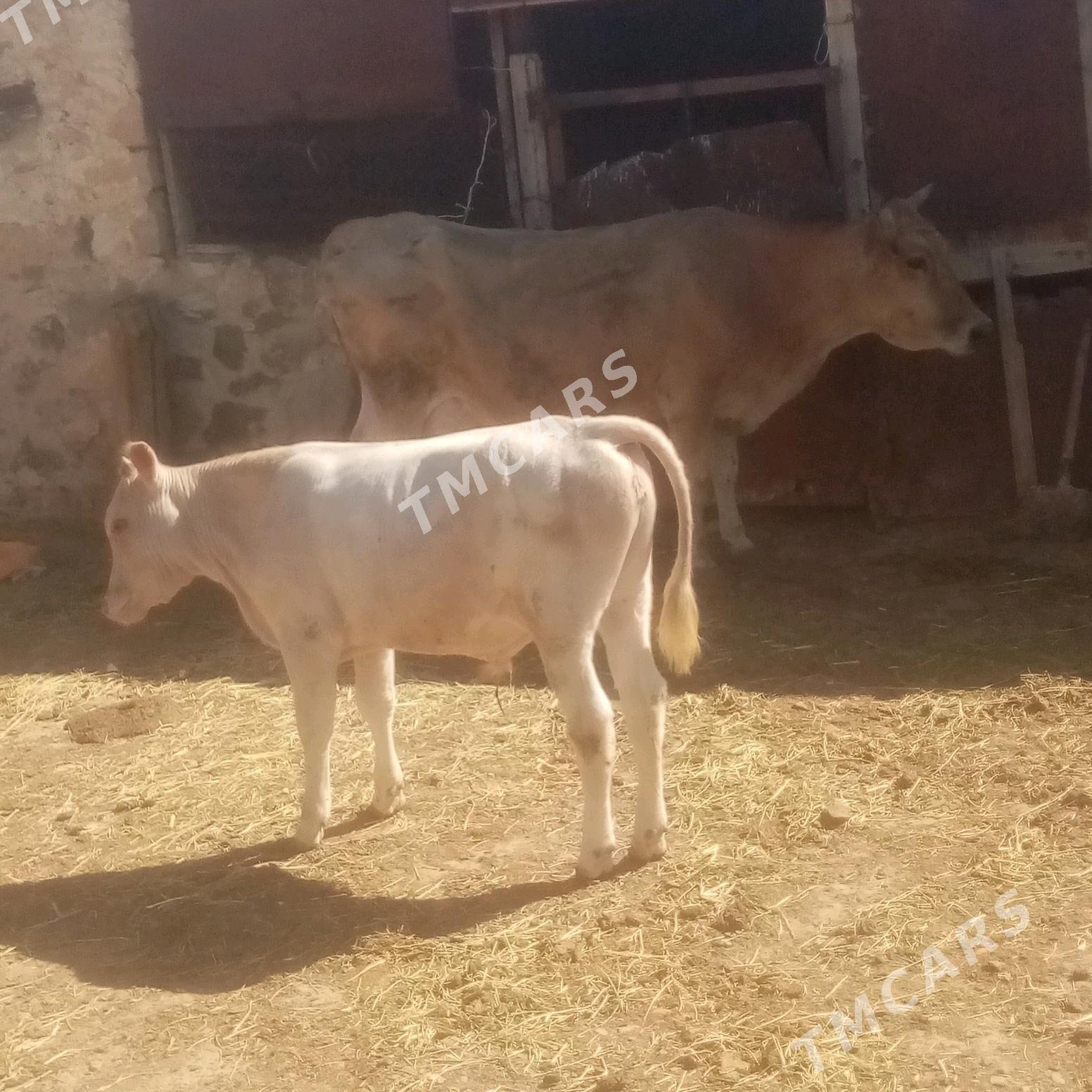 Sygyr öküz - Bereket - img 5